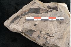 Foto (Detailansicht) von Caulinites otagoicus Ettingshausen (NHMW-GEO-2024-0188-10118)